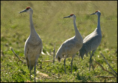 Sandhill Cranes