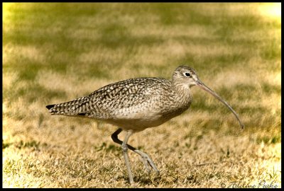 Long-billed Curlew