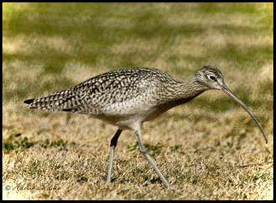 Long-billed Curlew