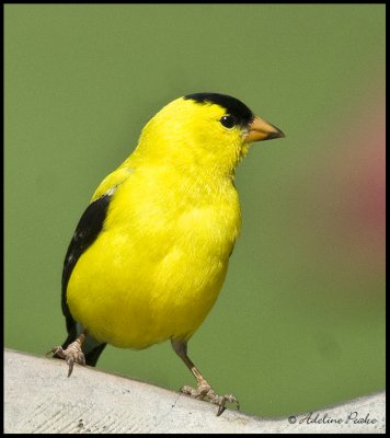 Male American Goldfinch