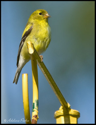 Female American Goldfinch