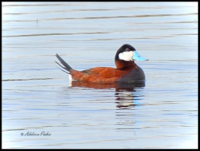 Ruddy Duck