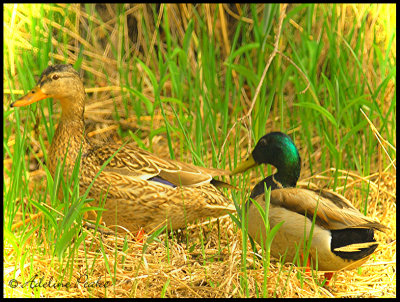 Mallard Pair