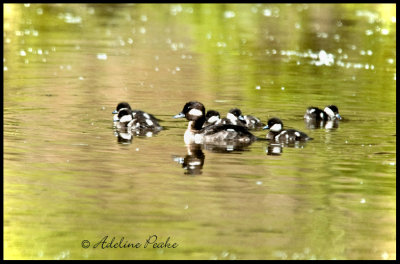 Bufflehead Brood