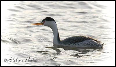 Female Clark's Grebe