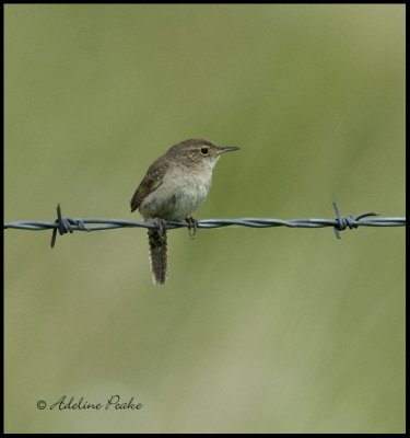 House Wren