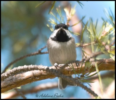 Baby Black-capped Chickadee
