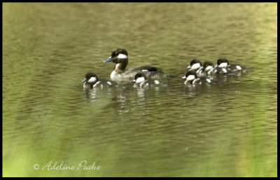 Bufflehead Brood