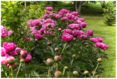 Peonies 2008