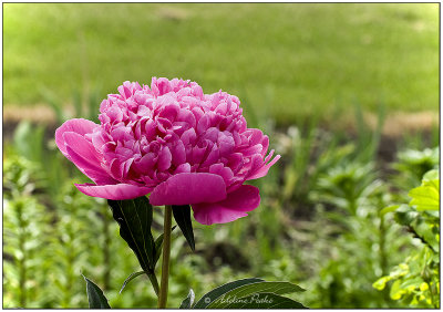 Peony