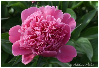 Peony