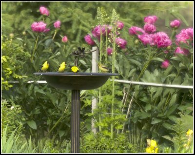 American Goldfinch, Waterbath and Peonies