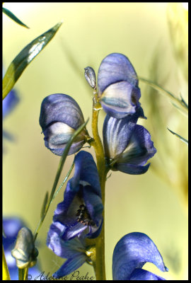 Monkshood