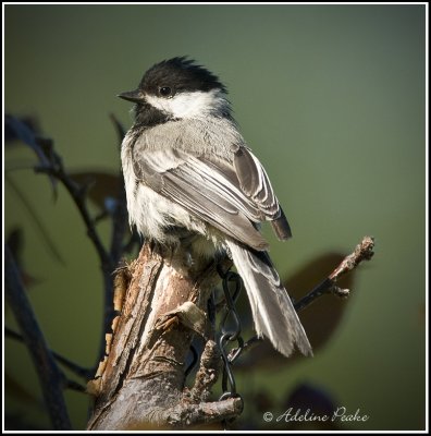 Black-capped Chickadee
