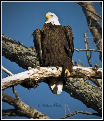 Bald Eagle