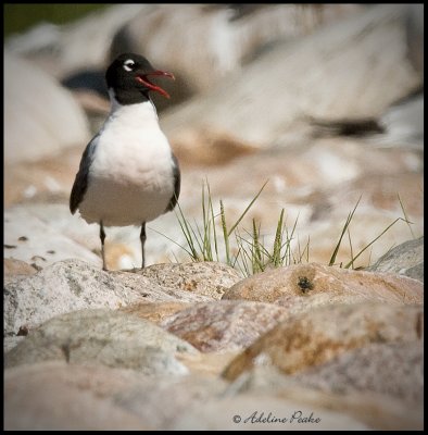 Franklin's Gull