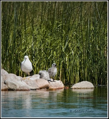 Ring-billed Gull with two chicks