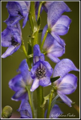 Monkshood