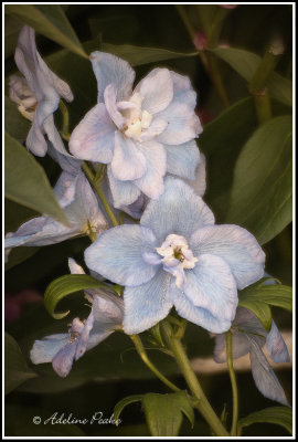 Baby Blue Delphinium