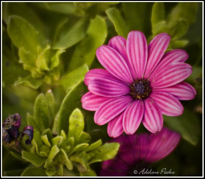 Annual Flower