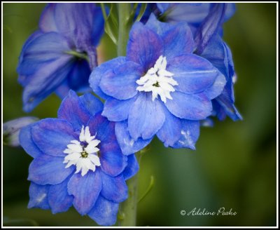 Blue Delphinium