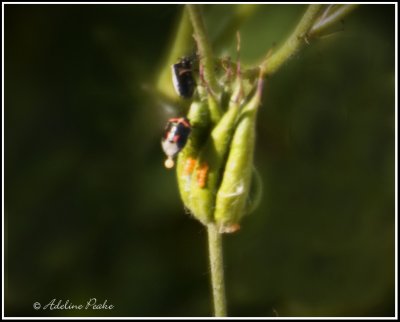 Twice-stabbed Stinkbug laying egg