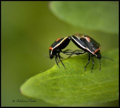 Twice-stabbed Stinkbugs mating