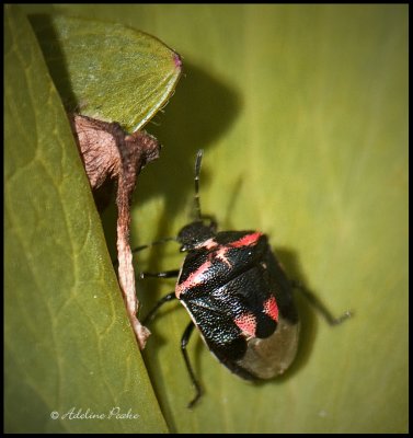 Twice-stabbed Stinkbug