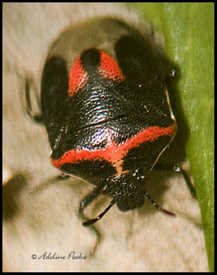 Twice-stabbed Stinkbug