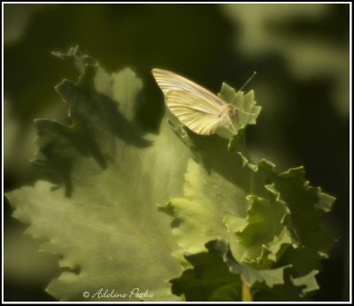 Mustard White Butterfly, Jarvie,AB