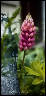 Lupine