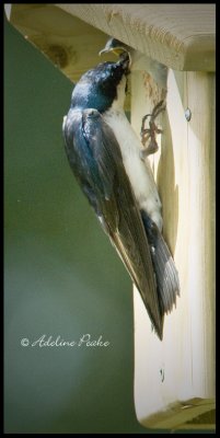 Male Tree Swallow