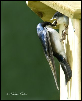 Male Tree Swallow