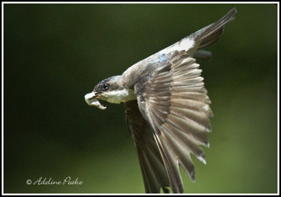 Female Tree Swallow