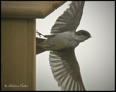 Female Tree Swallow