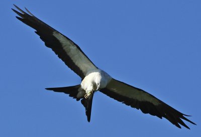 SWALLOW-TAILED KITE