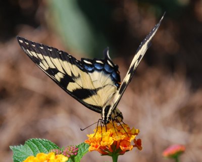 EASTERN TIGER SWALLOWTAIL