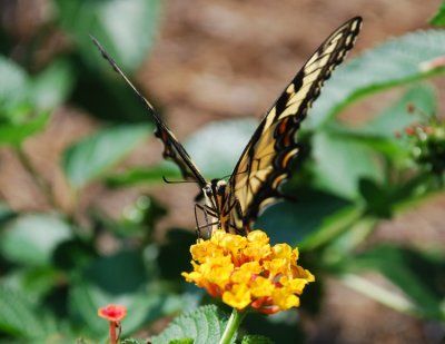 EASTERN TIGER SWALLOWTAIL