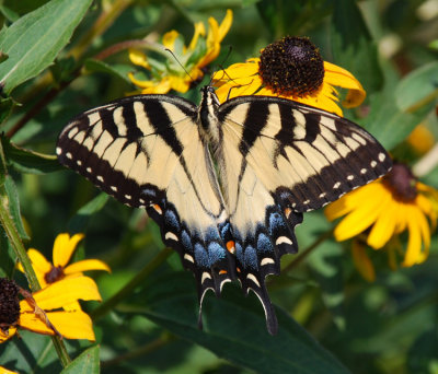 EASTERN TIGER SWALLOWTAIL