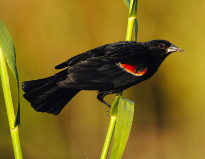 RED-WINGED BLACKBIRD
