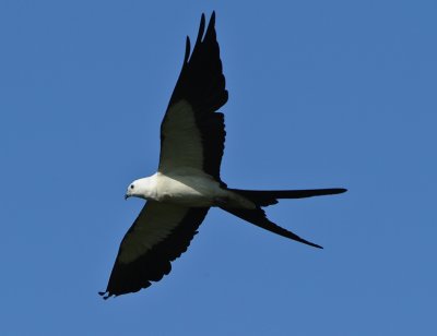 SWALLOW-TAILED KITE