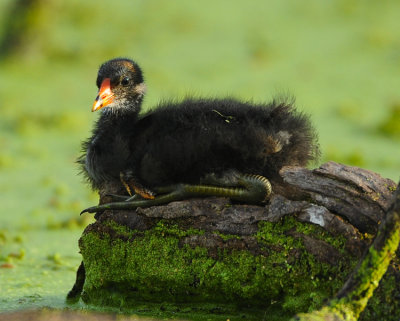 COMMON MOORHEN