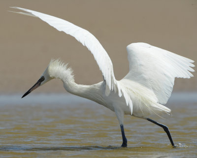 REDDISH EGRET (Adult White Morph)