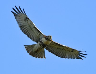 RED-TAILED HAWK