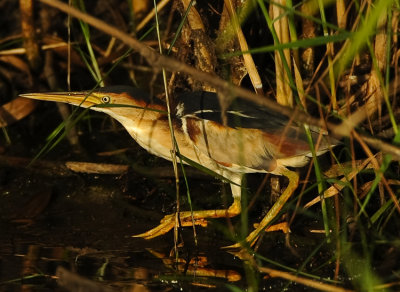 LEAST BITTERN