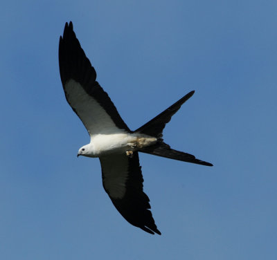 SWALLOW-TAILED KITE