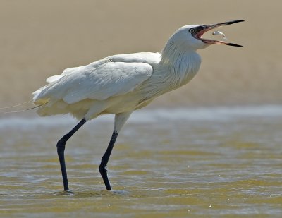 REDDISH EGRET (Adult White Morph)