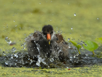 COMMON MOORHEN