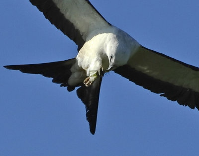 SWALLOW-TAILED KITE