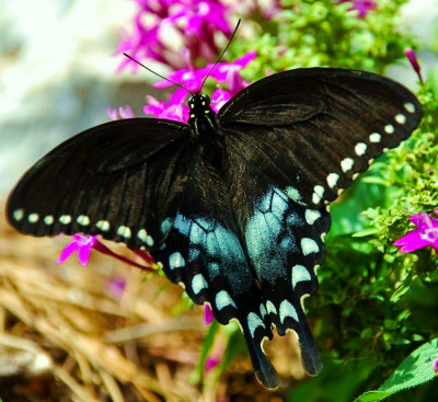 SPICEBUSH SWALLOWTAIL - Papilio troilus